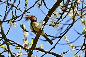 Great Tit with Nesting Material #Wildlife #NativePlants #Gardening #Birds #AttractBirds #NestingMaterials #NestBuilding #BeneficialForPollinators #GardeningForPollinators