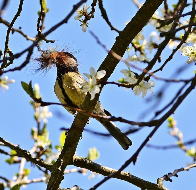 Tips for Providing Nesting Material for Birds