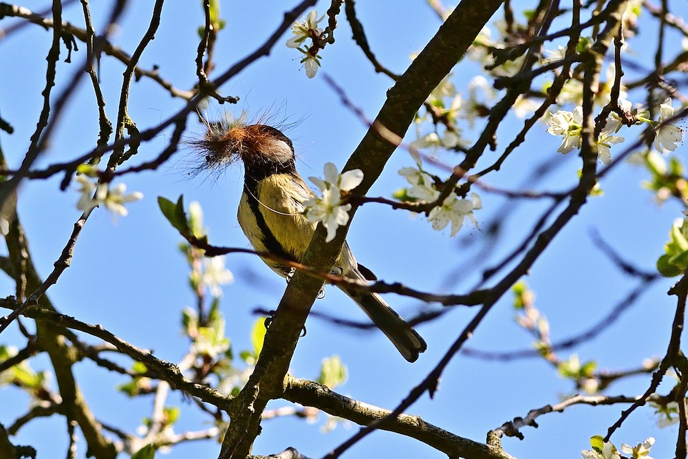 Great Tit with Nesting Material #Wildlife #NativePlants #Gardening #Birds #AttractBirds #NestingMaterials #NestBuilding #BeneficialForPollinators #GardeningForPollinators 