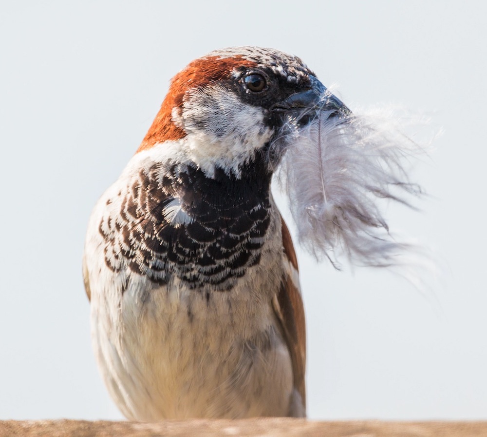 Tips for Providing Nesting Material for Birds House Sparrow #Wildlife #NativePlants #Gardening #Birds #AttractBirds #NestingMaterials #NestBuilding #BeneficialForPollinators #GardeningForPollinators