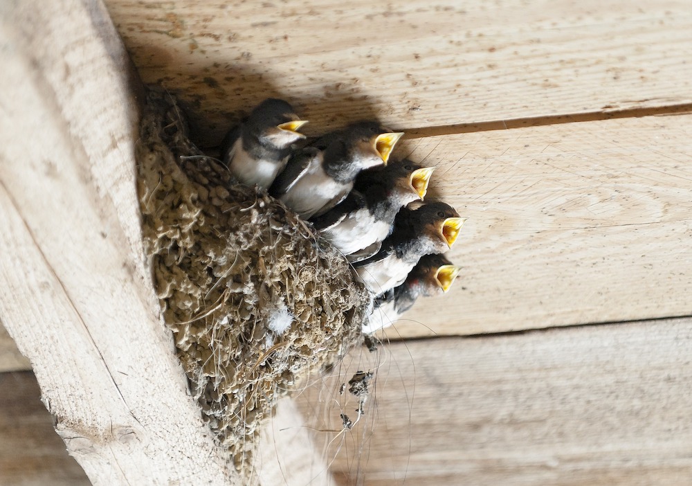 Hungry Swallows in Nest #Wildlife #NativePlants #Gardening #Birds #AttractBirds #NestingMaterials #NestBuilding #BeneficialForPollinators #GardeningForPollinators 