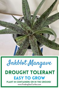 INKBLOT MANGAVE Drought Tolerant Easy to Grow Plant in containers or #Mangave #InkBlotMangave #Garden #Gardening #MadAboutMangave #DroughtTolerant #Succulent #WaltersGardensInc