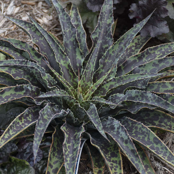 How to Grow Sun Loving Inkblot Mangave Inkblot Mangave Outdoors #Mangave #InkBlotMangave #Garden #Gardening #MadAboutMangave #DroughtTolerant #Succulent #WaltersGardensInc