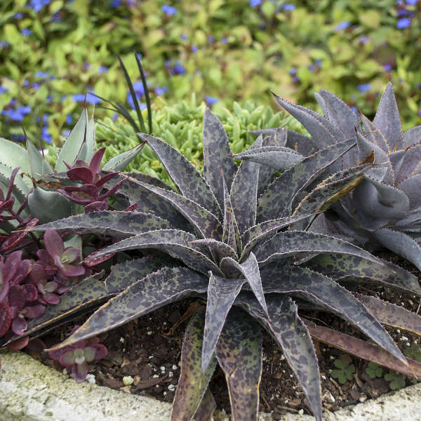 Inkblot Mangave by Walters Gardens Inc #Mangave #InkBlotMangave #Garden #Gardening #MadAboutMangave #DroughtTolerant #Succulent #WaltersGardensInc