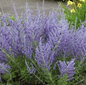 Waterwise Gardens Lacey Blue Russian Sage #Gardening #DroughtTolerant #DroughtResistant #BeneficialForPollinators #GardeningForPollinators #Waterwise #WaterWiseGarden 