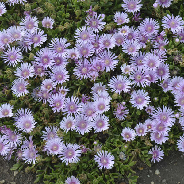 Silver Fox Mangave: a Garden Wonder Lavender Ice Delosperma #Mangave #SilverFoxMangave #Garden #Gardening #MadAboutMangave #DroughtTolerant #Succulent #WaltersGardensInc