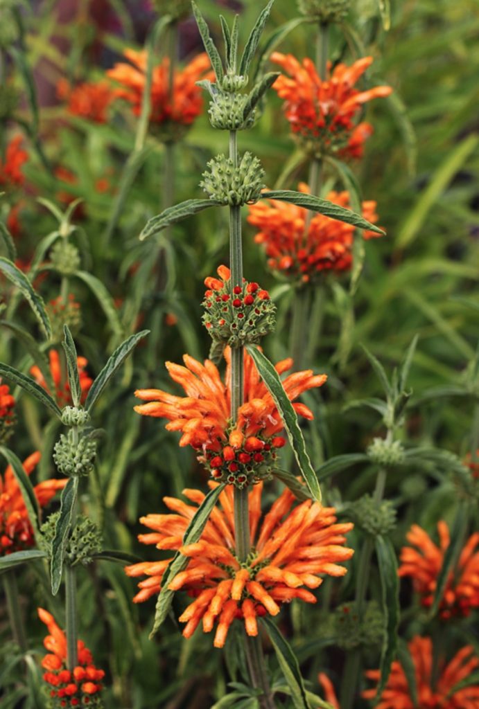 Waterwise Gardening Leonotis leonurus Lion's Tail #Garden #Gardening #DroughtTolerant #DroughtResistant #BeneficialForPollinators #GardeningForPollinators #Waterwise #WaterWiseGarden 