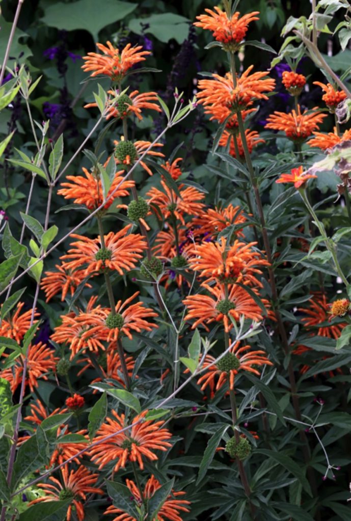 Shrubs that are Drought Tolerant Leonotis leonurus Lion's Tail #Garden #Gardening #DroughtTolerant #DroughtResistant #BeneficialForPollinators #GardeningForPollinators #Waterwise #WaterWiseGarden 