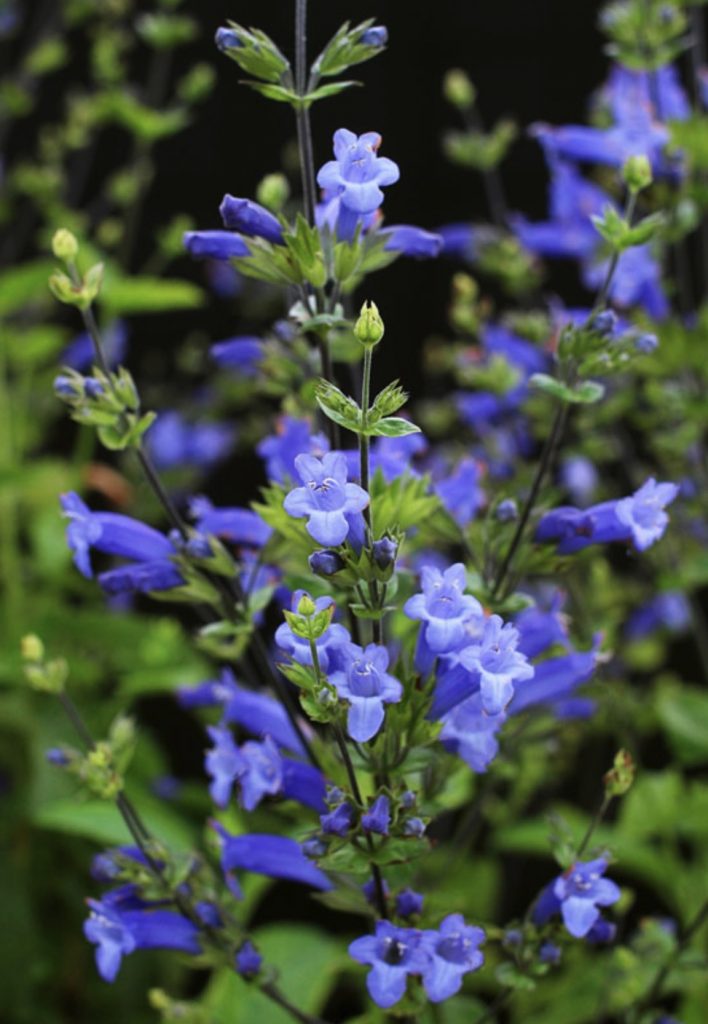 Shrubs that are Drought Tolerant Lepechinia bella #Garden #Gardening #DroughtTolerant #DroughtResistant #BeneficialForPollinators #GardeningForPollinators #Waterwise #WaterWiseGarden 