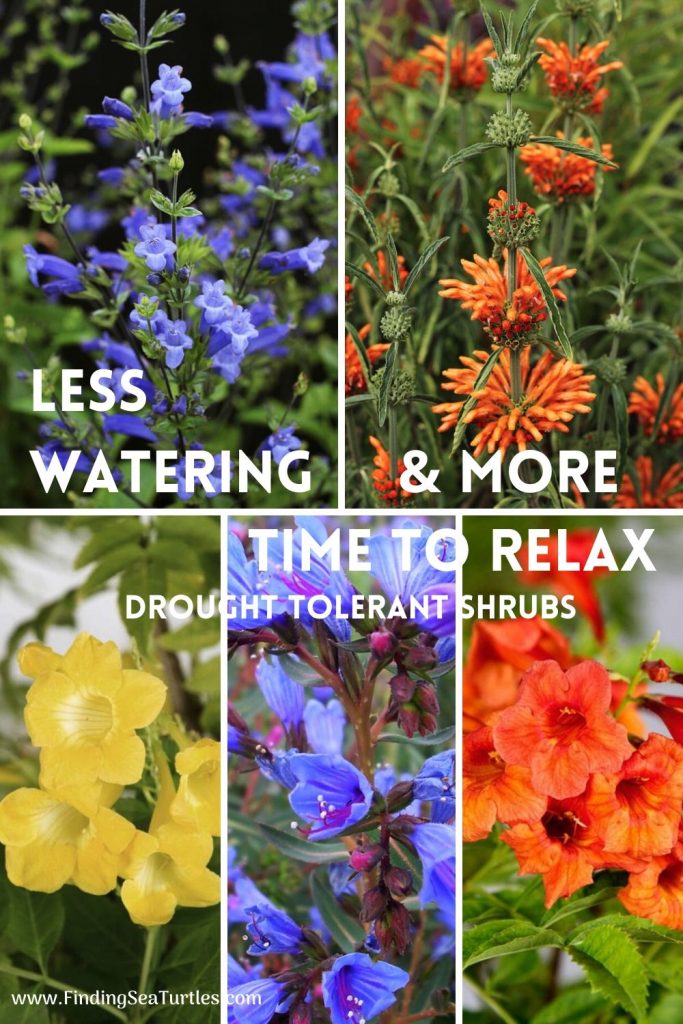 Shrubs that are Drought Tolerant