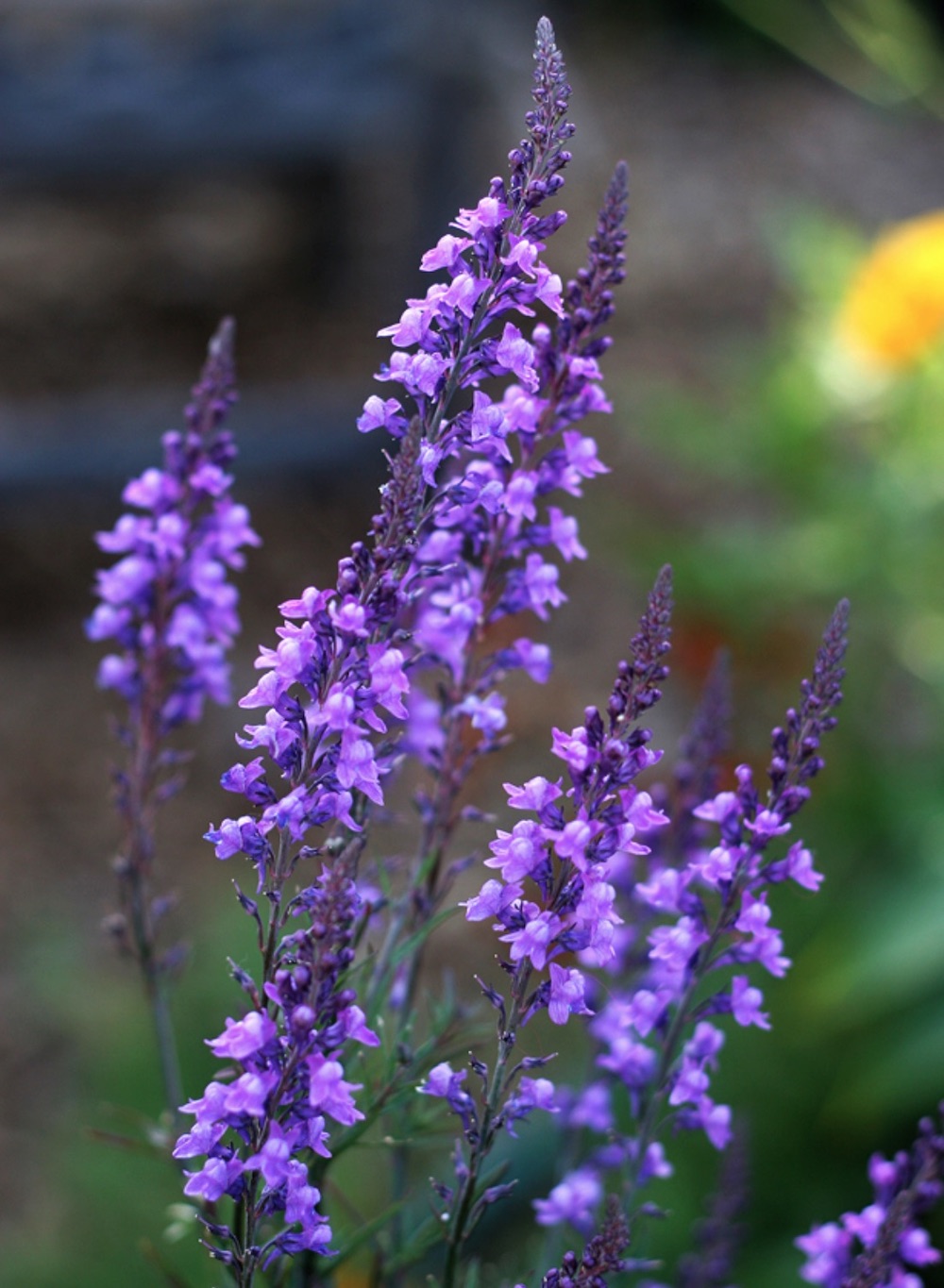 Linaria purpurea