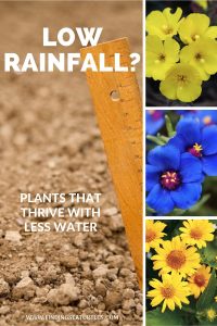 Low Rainfall Plants that Thrive with less Water #Gardening #DroughtTolerant #DroughtResistant #BeneficialForPollinators #GardeningForPollinators #Waterwise #WaterWiseGarden 