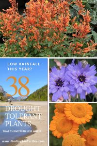 Low Rainfall this Year 38 Drought Tolerant Plants #Garden #Gardening #DroughtTolerant #DroughtResistant #BeneficialForPollinators #GardeningForPollinators #Waterwise #WaterWiseGarden 