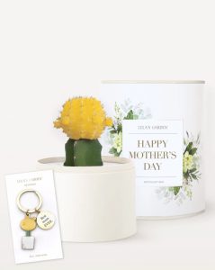 Best Online Flowers and Plants - Ever Gift Set by Lulas Garden #flowers #flowerdelivery #bouquets #OnlineFlowers #FlowersOnline #MothersDay #FlowersForMom #GiveMomFlowers