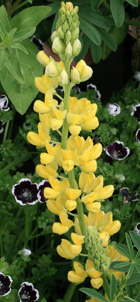 Waterwise Gardening Lupinus arboreus Yellow Coastal Bush Lupine #Garden #Gardening #DroughtTolerant #DroughtResistant #BeneficialForPollinators #GardeningForPollinators #Waterwise #WaterWiseGarden 