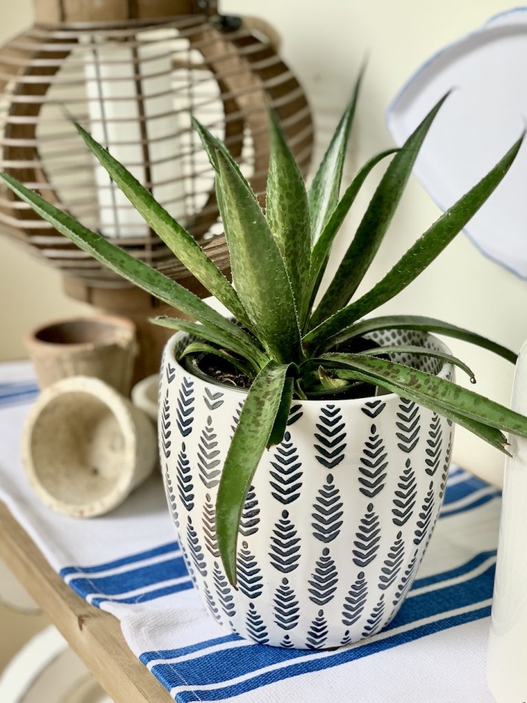 How to Grow Sun Loving Mangave Mangave #Mangave #PineappleExpressMangave #Garden #Gardening #MadAboutMangave #DroughtTolerant #Succulent #WaltersGardensInc