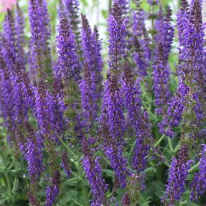 Plants that are Drought Tolerant May Night Salvia #Gardening #DroughtTolerant #DroughtResistant #BeneficialForPollinators #GardeningForPollinators #Waterwise #WaterWiseGarden 