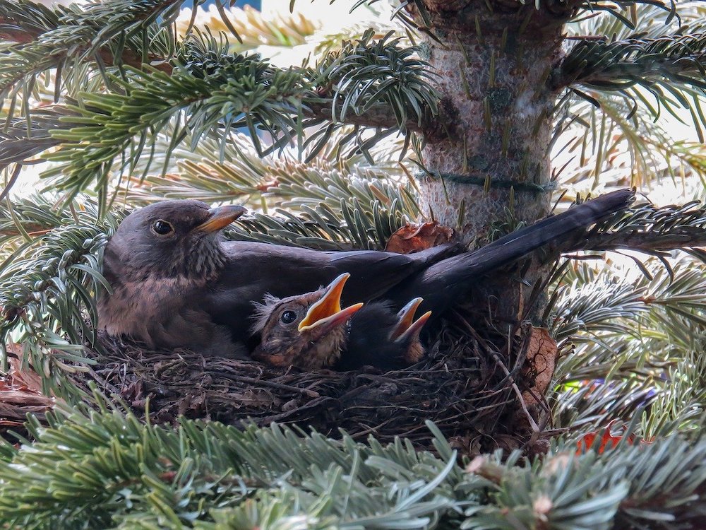 Tips for Providing Nesting Material for Birds Nest of Blackbirds #Wildlife #NativePlants #Gardening #Birds #AttractBirds #NestingMaterials #NestBuilding #BeneficialForPollinators #GardeningForPollinators