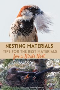 Nesting Materials Tips for the Best Materials for a Birds Nest #Wildlife #NativePlants #Gardening #Birds #AttractBirds #NestingMaterials #NestBuilding #BeneficialForPollinators #GardeningForPollinators 