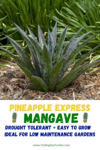 PINEAPPLE EXPRESS Mangave Drought Tolerant Easy to Grow #Mangave #PineappleExpressMangave #Garden #Gardening #MadAboutMangave #DroughtTolerant #Succulent #WaltersGardensInc