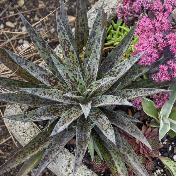 Pineapple Express Mangave #Mangave #PineappleExpressMangave #Garden #Gardening #MadAboutMangave #DroughtTolerant #Succulent #WaltersGardensInc 