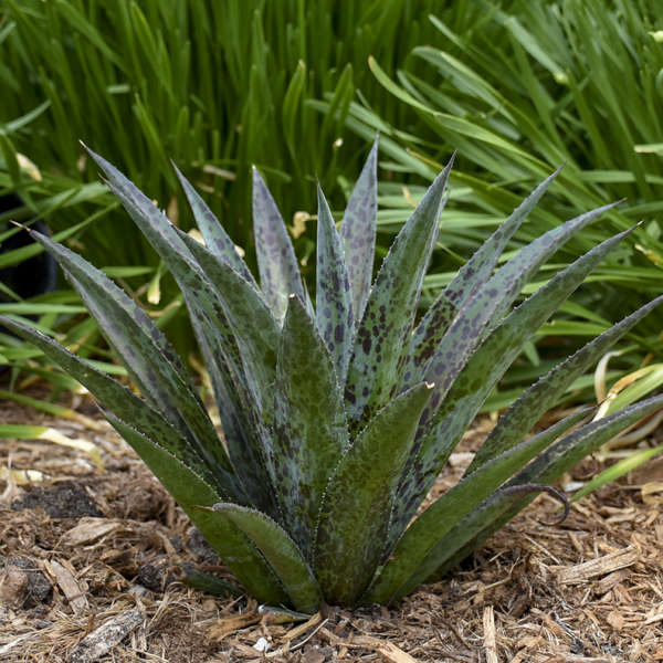 How to Grow Pineapple Express Mangave Pineapple Express Mangave #Mangave #PineappleExpressMangave #Garden #Gardening #MadAboutMangave #DroughtTolerant #Succulent #WaltersGardensInc 