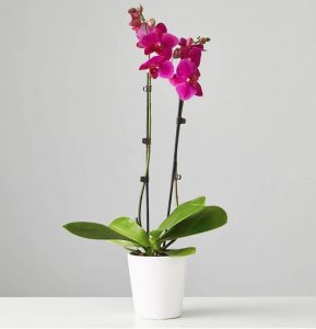 Plants Com - Large Purple Phalaenopsis Orchid #flowers #flowerdelivery #bouquets #OnlineFlowers #FlowersOnline #MothersDay #FlowersForMom #GiveMomFlowers