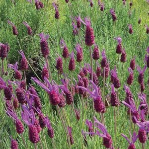 Waterwise Purple Ribbon Spanish Lavender #Gardening #DroughtTolerant #DroughtResistant #BeneficialForPollinators #GardeningForPollinators #Waterwise #WaterwiseGarden 