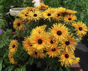 Plants that are Drought Tolerant Rudbeckia hirta Chim Chiminee #Gardening #DroughtTolerant #DroughtResistant #BeneficialForPollinators #GardeningForPollinators #Waterwise #WaterWiseGarden 