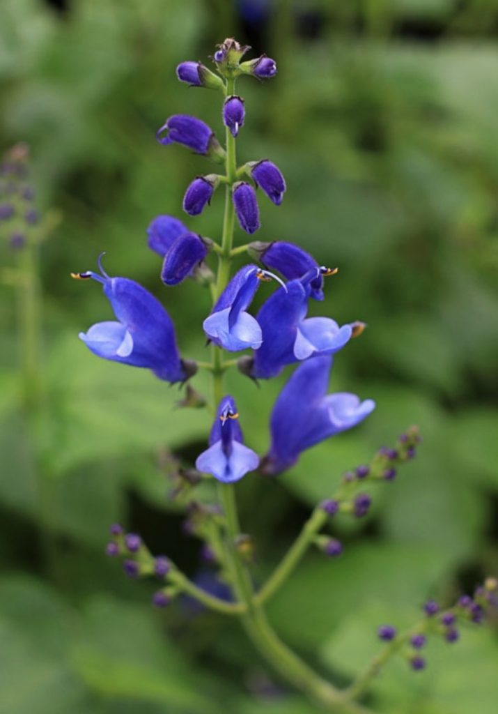 Waterwise Gardens Salvia cacaliifolia Guatemalan Leaf Sage #Garden #Gardening #DroughtTolerant #DroughtResistant #BeneficialForPollinators #GardeningForPollinators #Waterwise #WaterWiseGarden 