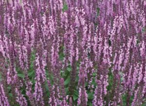 Plants that are Drought Tolerant Salvia n. Sensation Deep Rose photo by Walters Gardens Inc #Gardening #DroughtTolerant #DroughtResistant #BeneficialForPollinators #GardeningForPollinators #Waterwise #WaterWiseGarden 
