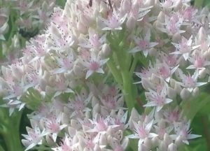 Waterwise Gardens Sedum Frosty Morn photo by Wits End Gardens #Gardening #DroughtTolerant #DroughtResistant #BeneficialForPollinators #GardeningForPollinators #Waterwise #WaterWiseGarden 