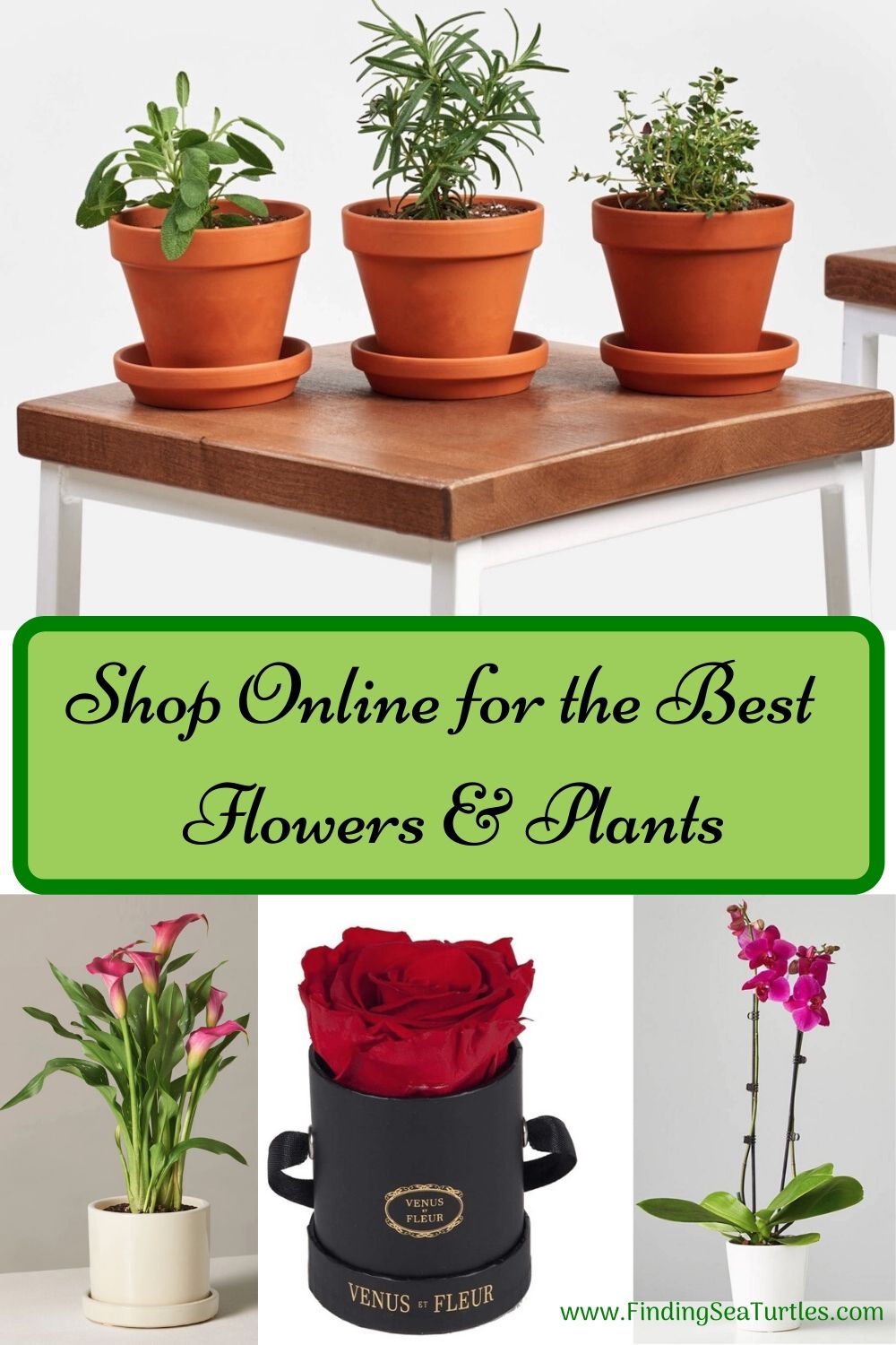 Best Online Flowers and Plants