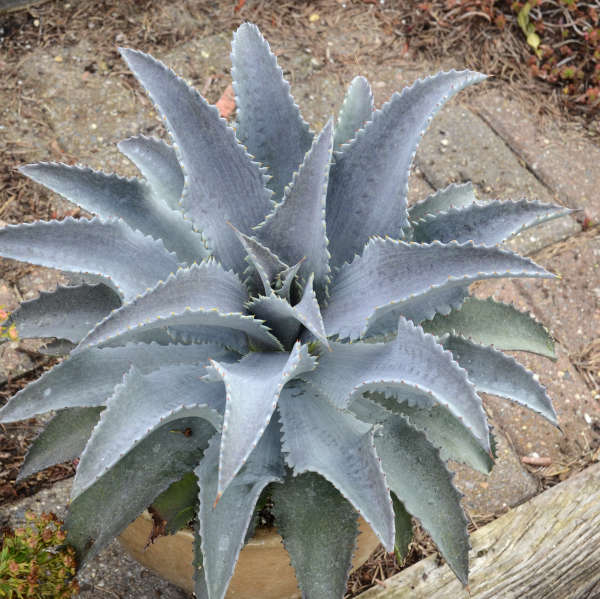 Garden Wonder Silver Fox Mangave #Mangave #SilverFoxMangave #Garden #Gardening #MadAboutMangave #DroughtTolerant #Succulent #WaltersGardensInc