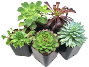 Succulent Plants set #DIY #Patio #DIYPatio #DIYPatioRefresh #Decor #PatioDecor #OutdoorDecor 