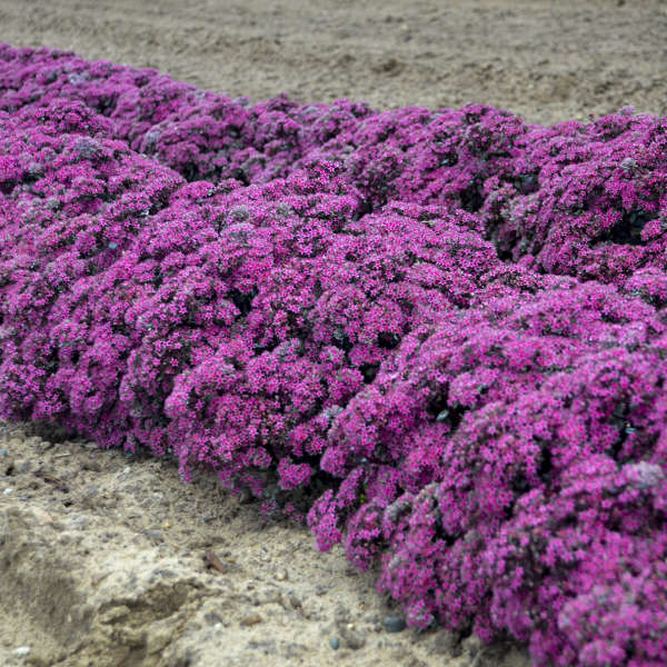 Garden Wonders Superstar Sedum #Mangave #SilverFoxMangave #Garden #Gardening #MadAboutMangave #DroughtTolerant #Succulent #WaltersGardensInc