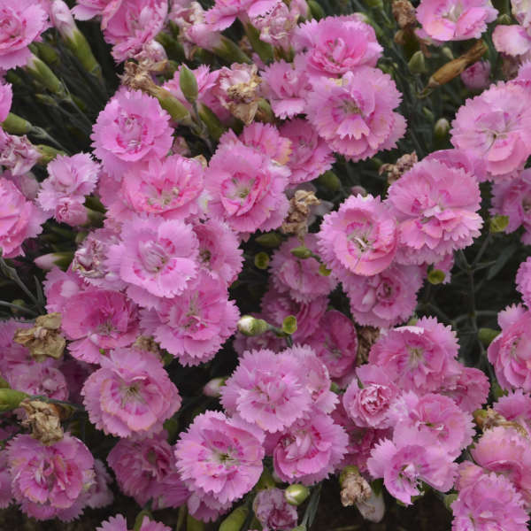 Sweetie Pie Dianthus #Mangave #SilverFoxMangave #Garden #Gardening #MadAboutMangave #DroughtTolerant #Succulent #WaltersGardensInc