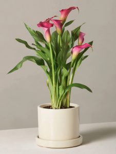 Best Online Flowers and Plants - Calla Lily by The Sill #flowers #flowerdelivery #bouquets #OnlineFlowers #FlowersOnline #MothersDay #FlowersForMom #GiveMomFlowers