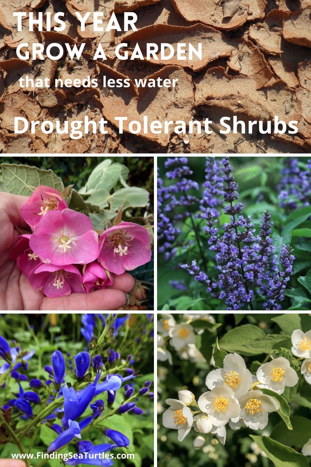 Shrubs that are Drought Tolerant