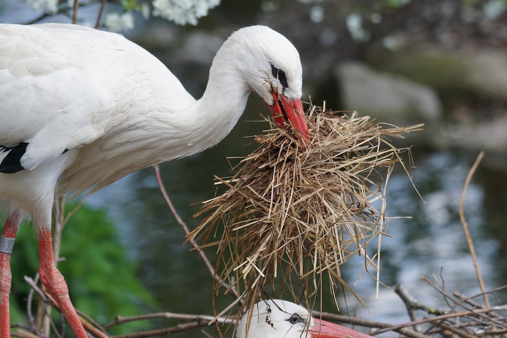 Tips for Providing Nesting Material for Birds White Stork with dry nesting material #Wildlife #NativePlants #Gardening #Birds #AttractBirds #NestingMaterials #NestBuilding #BeneficialForPollinators #GardeningForPollinators 