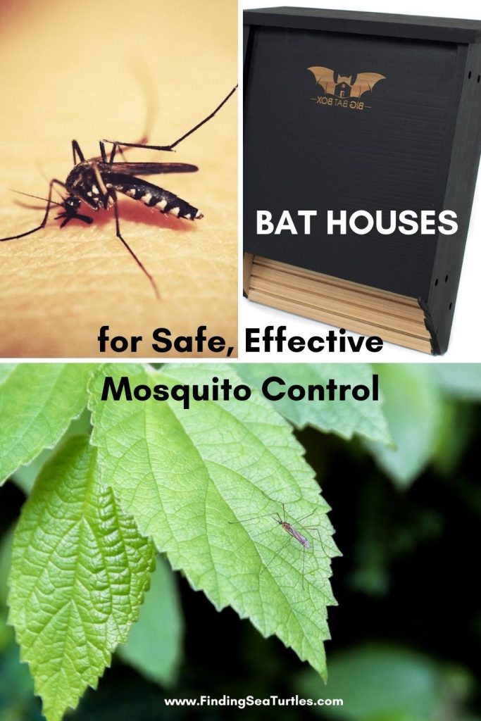 BAT HOUSES Safe Effective Mosquito Control #Bats #BenefitsOfBats #InsectControl #Pollinators #Gardening #SeedDispersal #OrganicGardening
