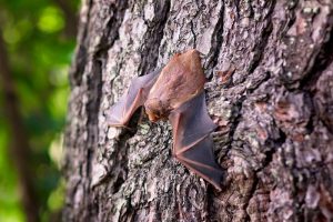 Benefits of Bats to Plant Life Bat on Tree #Bats #BenefitsofBats #InsectControl #Pollinators #Gardening #SeedDispersal #OrganicGardening