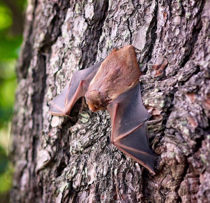 Benefits of Bats to Plant Life
