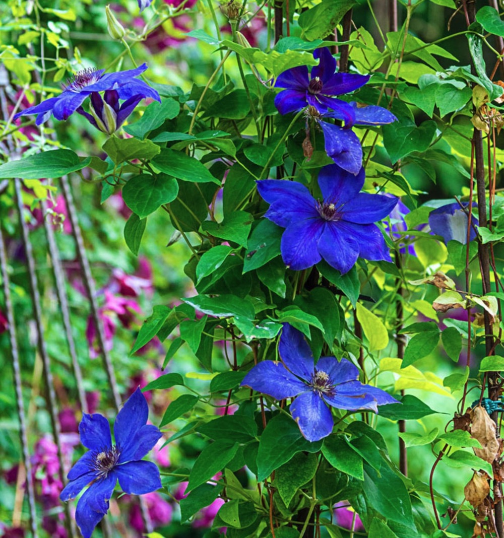 Fall Blooming Vines for Pollinators