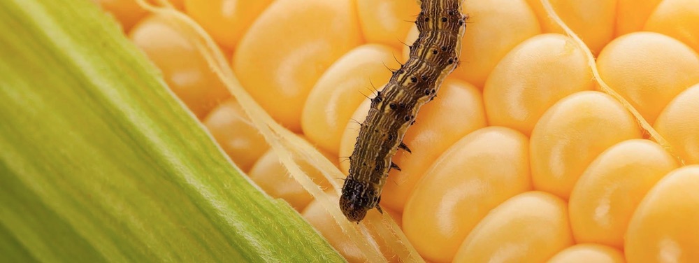 Benefits of Bats to Plant Life Corn Earworm photo by Safer Brand #Bats #BenefitsofBats #InsectControl #Pollinators #Gardening #SeedDispersal #OrganicGardening