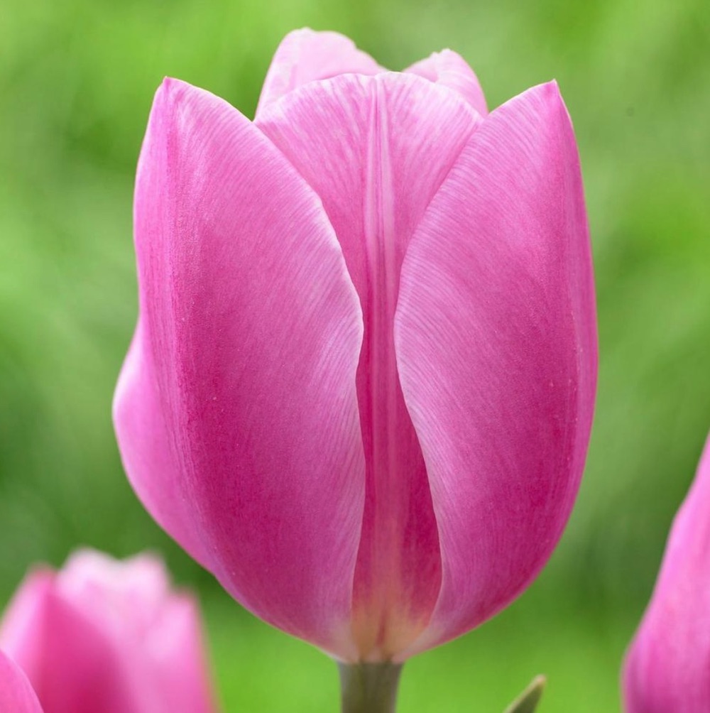 Garden Color in the Early Season Early Glory Tulip #Tulips #PinkTulips #SpringBlooming #SpringTulips #SpringFlowers #Tulips #SpringBulbs #FallPlanting #Gardening #FallisForPlanting 