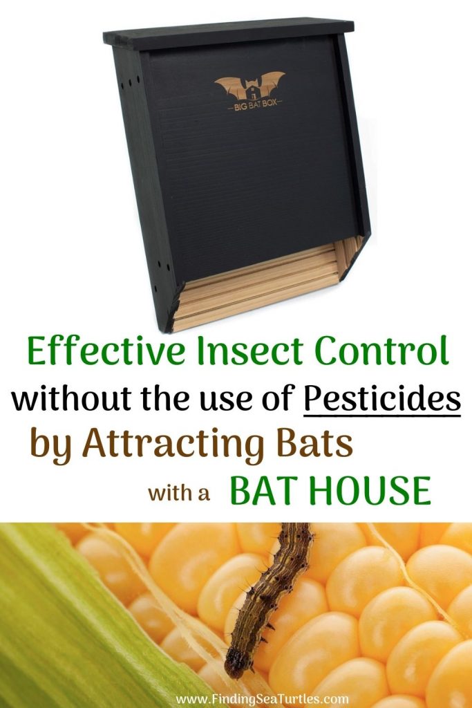 Effective Insect Control Without the use of Pesticides by Attracting Bats with a Bat House #Bats #BenefitsOfBats #InsectControl #Pollinators #Gardening #SeedDispersal #OrganicGardening
