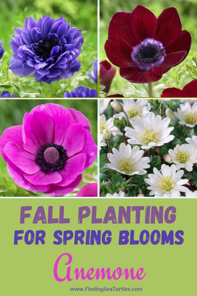 5 Spring Blooming Anemone