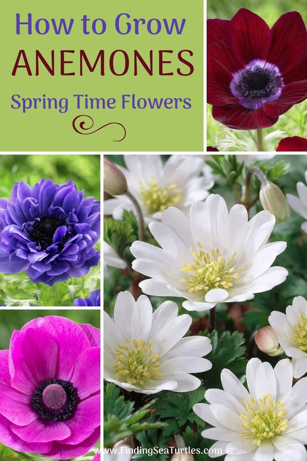 5 Spring Blooming Anemone