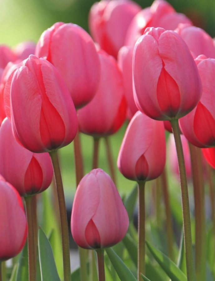 10 Spring Blooming Pink Tulips